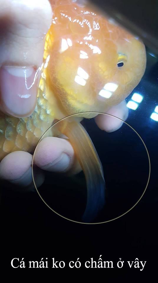 Có thể phân biệt giới tính của cá Ranchu dựa vào đặc tính và hành vi