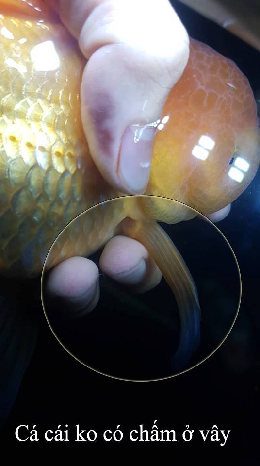 Nuôi cá ranchu sinh sản: những kinh nghiệm quý