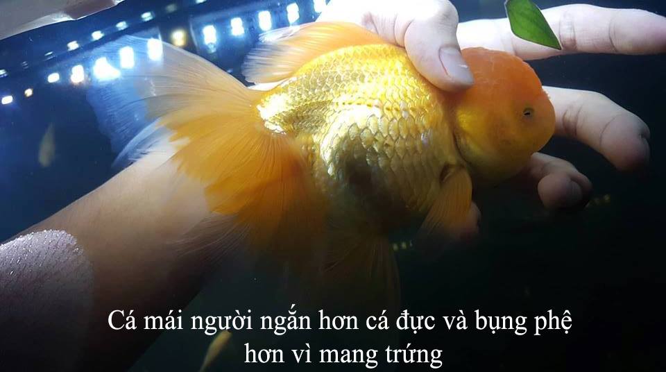 Có thể phân biệt giới tính của cá Ranchu dựa vào đặc tính và hành vi