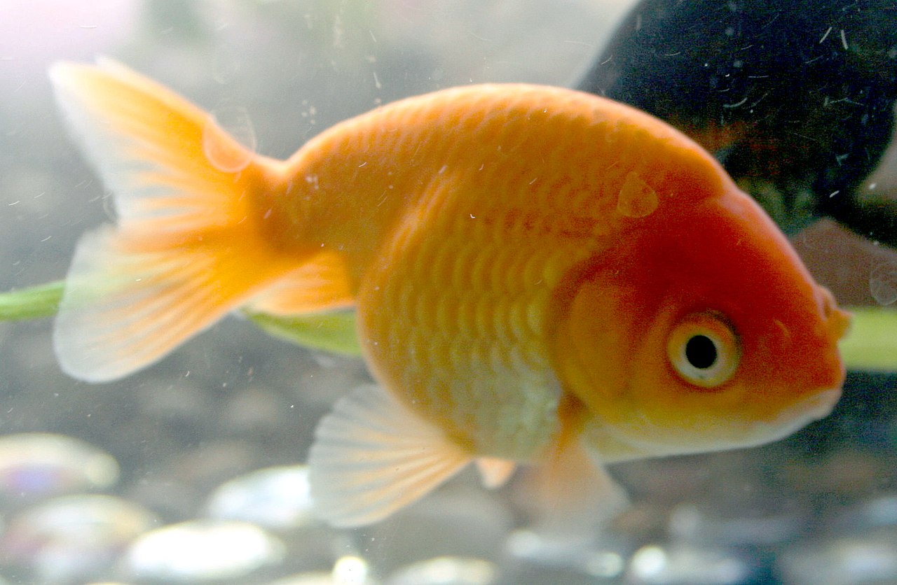 Phân biệt các cá vàng Ranchu , Lionchu và cá Lan Thọ