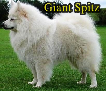 Phóc Sốc ( Pomeranian ) Của bạn Lai hay Thuần Chủng ???