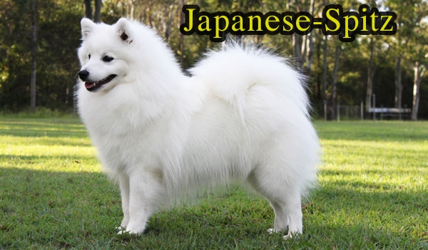 Phóc Sốc ( Pomeranian ) Của bạn Lai hay Thuần Chủng ???