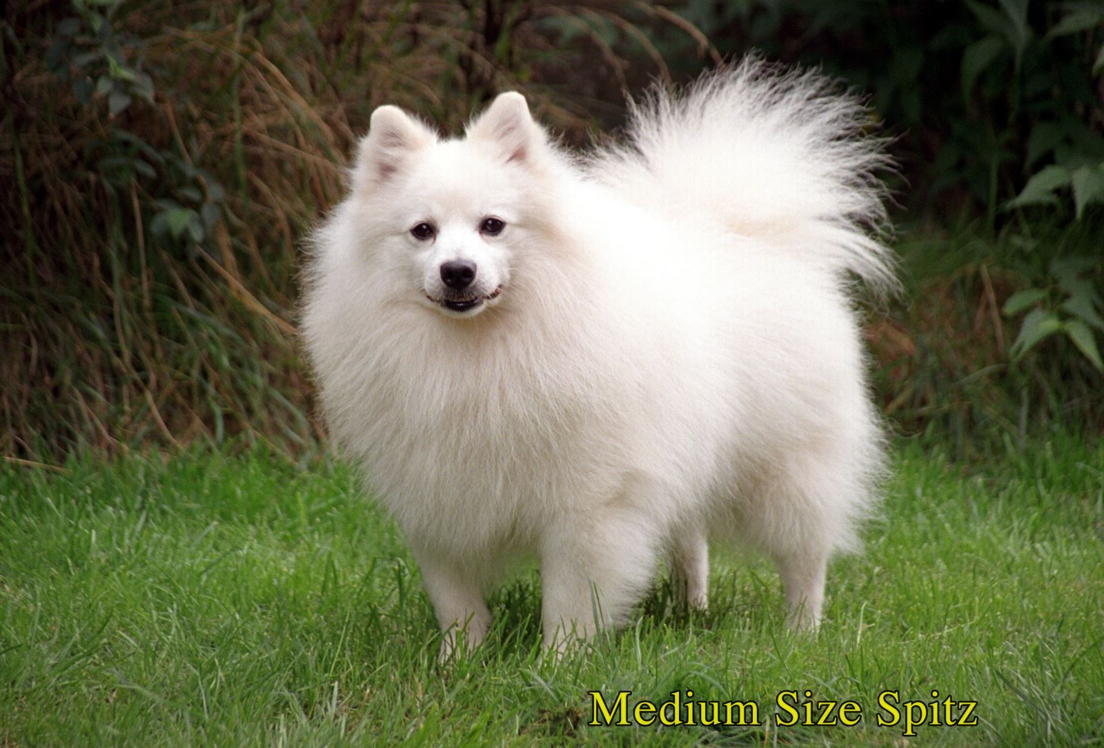 Phóc Sốc ( Pomeranian ) Của bạn Lai hay Thuần Chủng ???