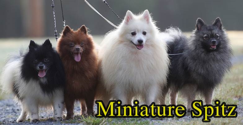 Phóc Sốc ( Pomeranian ) Của bạn Lai hay Thuần Chủng ???