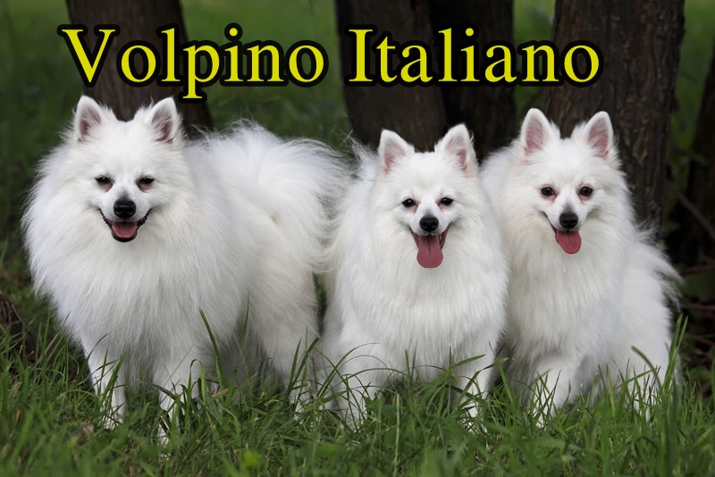 Phóc Sốc ( Pomeranian ) Của bạn Lai hay Thuần Chủng ???