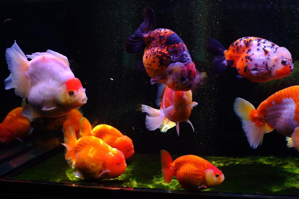 Thị trường bán cá Ranchu tại TP Hồ Chí Minh