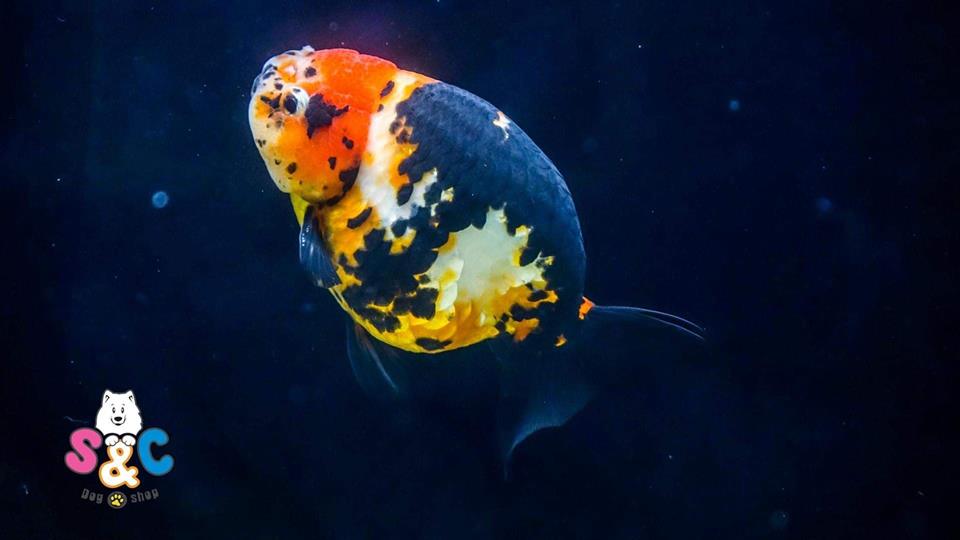 Thị trường bán cá Ranchu tại TP Hồ Chí Minh