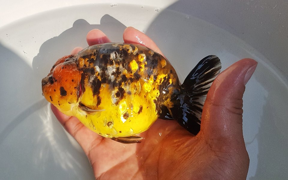 Tìm hiểu cá ranchu nuôi chung với cá gì vừa sống hòa thuận, vừa dễ chăm nuôi ?