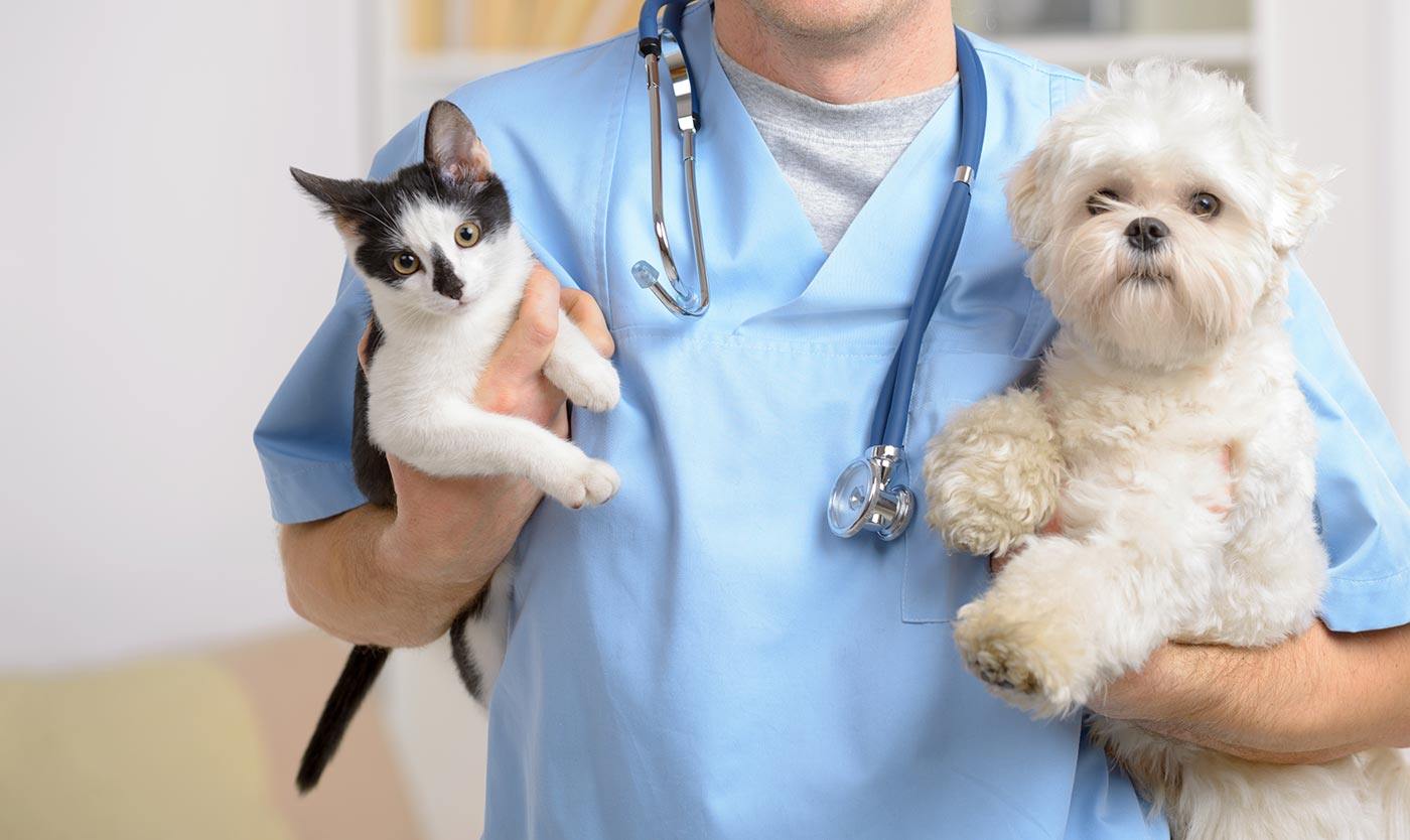 5 Dấu hiệu chứng minh bạn đang mua chó corgi ở nơi uy tín