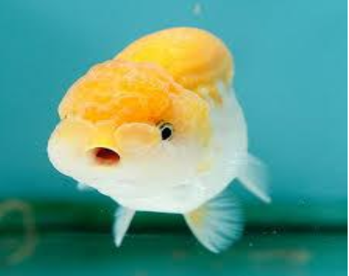 Káº¿t quáº£ hÃ¬nh áº£nh cho cÃ¡ ranchu Äen