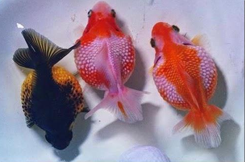 HÃ¬nh áº£nh cÃ³ liÃªn quan