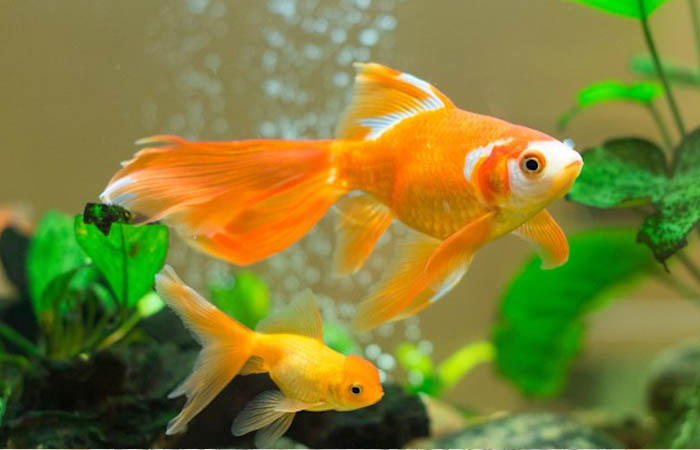 Cá Ranchu lột màu (1) Góc kiến thức: Lý giải hiện tượng cá Ranchu lột màu
