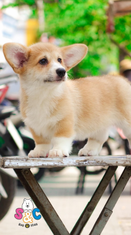 Tìm hiểu nguyên nhân về bệnh rụng lông ở chó Corgi