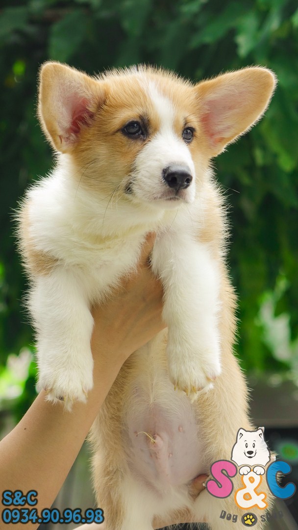 Bí quyết chọn chó Corgi