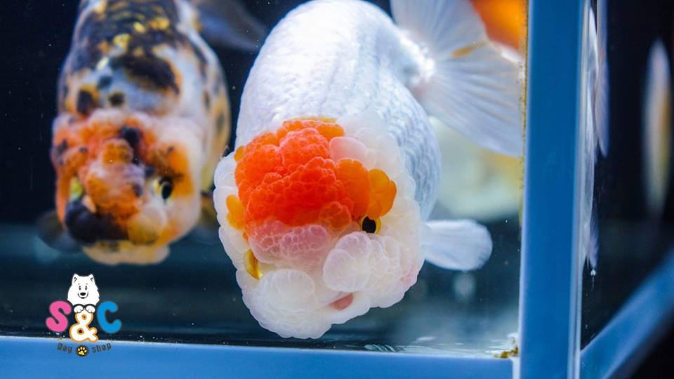ban ca ranchu Nha Trang