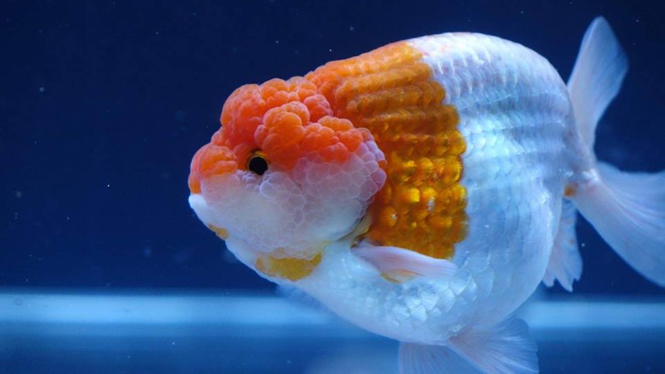 Nguyên nhân và cách điều trị khi cá Ranchu bị xuất huyết