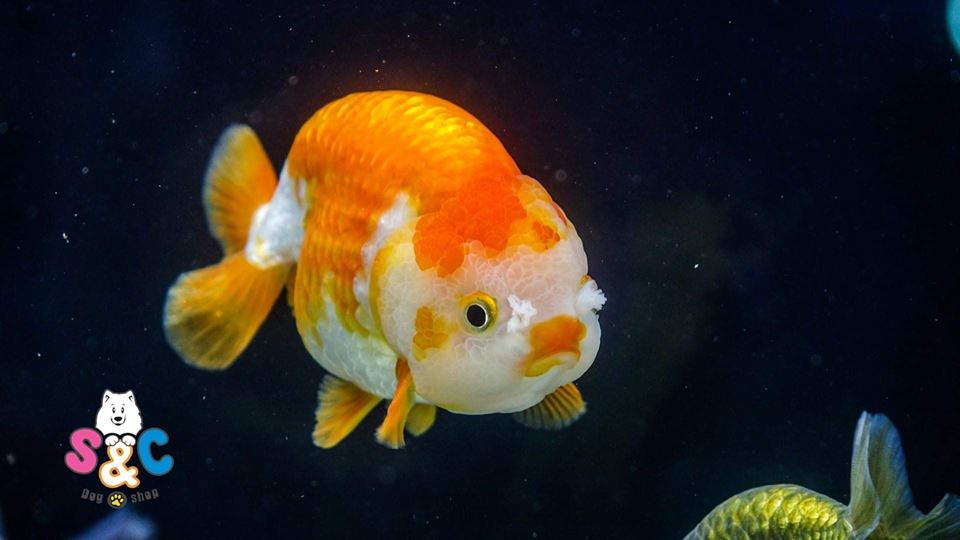 mua ca ranchu hcm