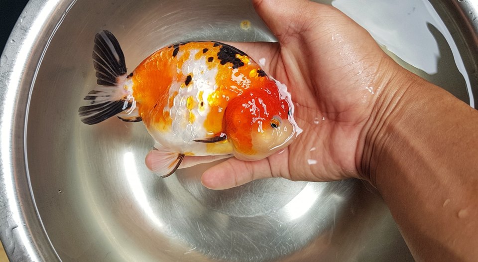 Cá ranchu Calico ( Ranchu Ngũ Hoa)
