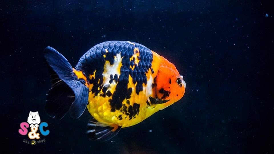 Cá ranchu Calico ( Ranchu Ngũ Hoa)
