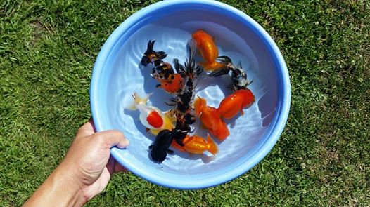 Kỹ thuật chăm sóc cá Ranchu sinh sản cho người nuôi (1) Kỹ thuật chăm sóc cá Ranchu sinh sản cho người nuôi