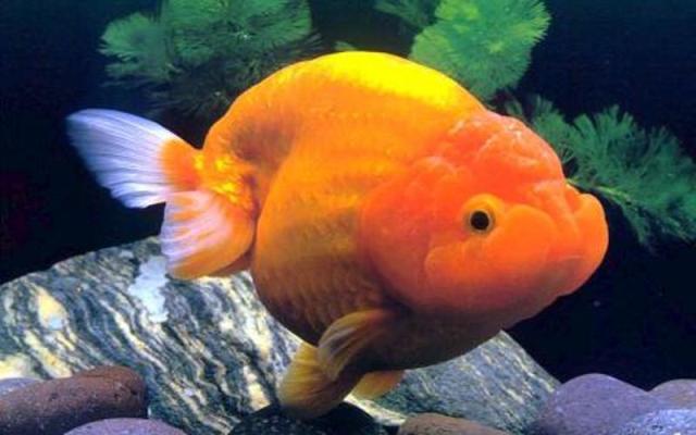 ban ca ranchu o ha noi