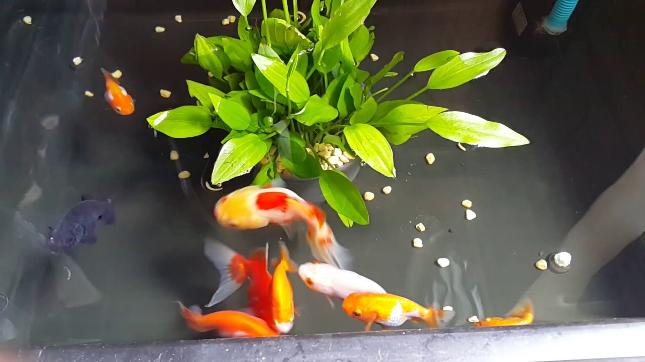 Ca ranchu sinh san