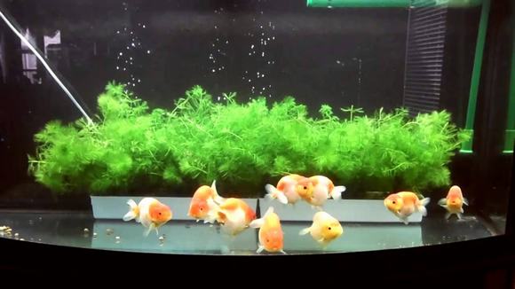Ca Ranchu sinh san