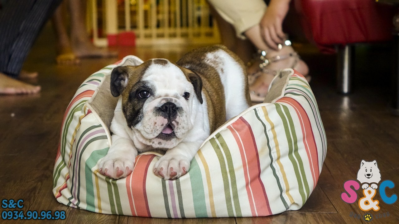 Cách chăm sóc chó English BullDog hiệu quả nhất