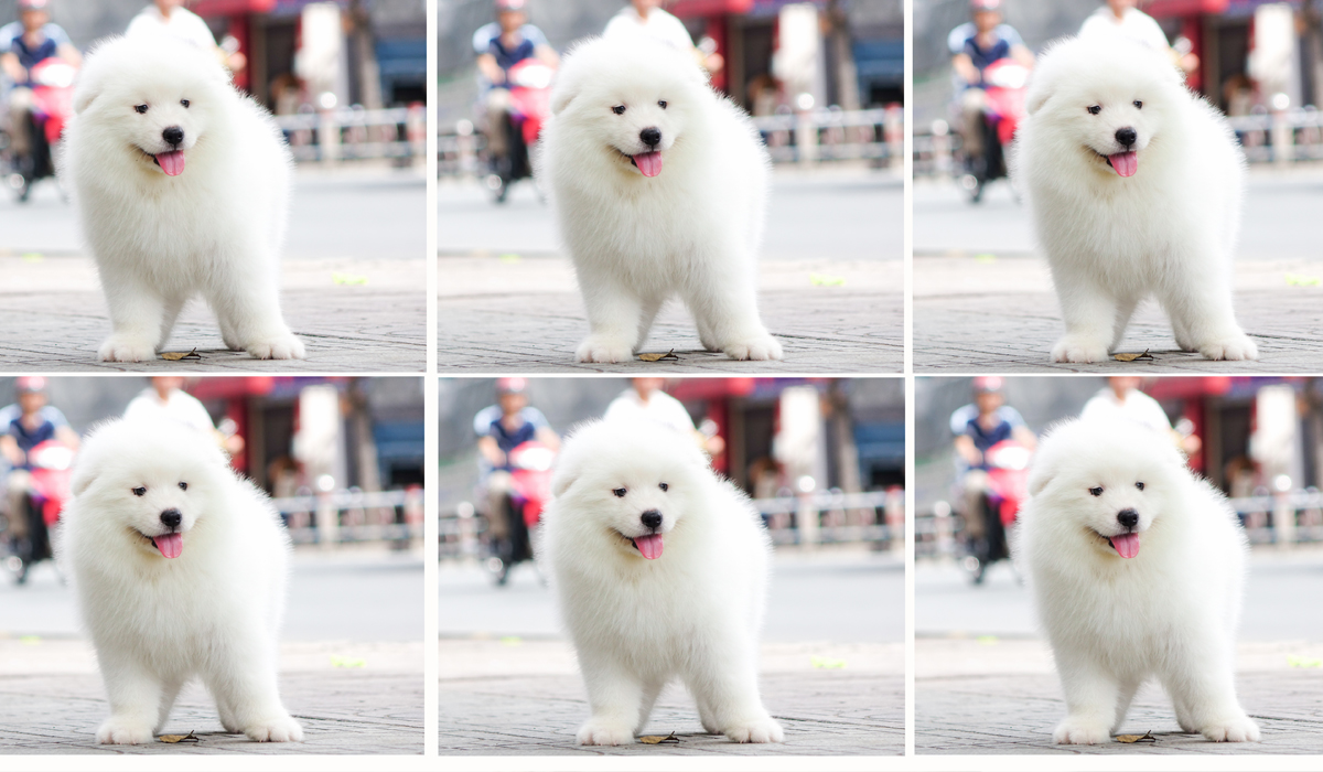 Cách dạy chó samoyed con