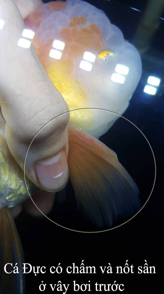 Cách để phân biệt giới tính cá Ranchu 