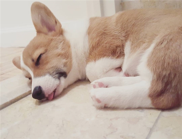 Cách nuôi chó Corgi