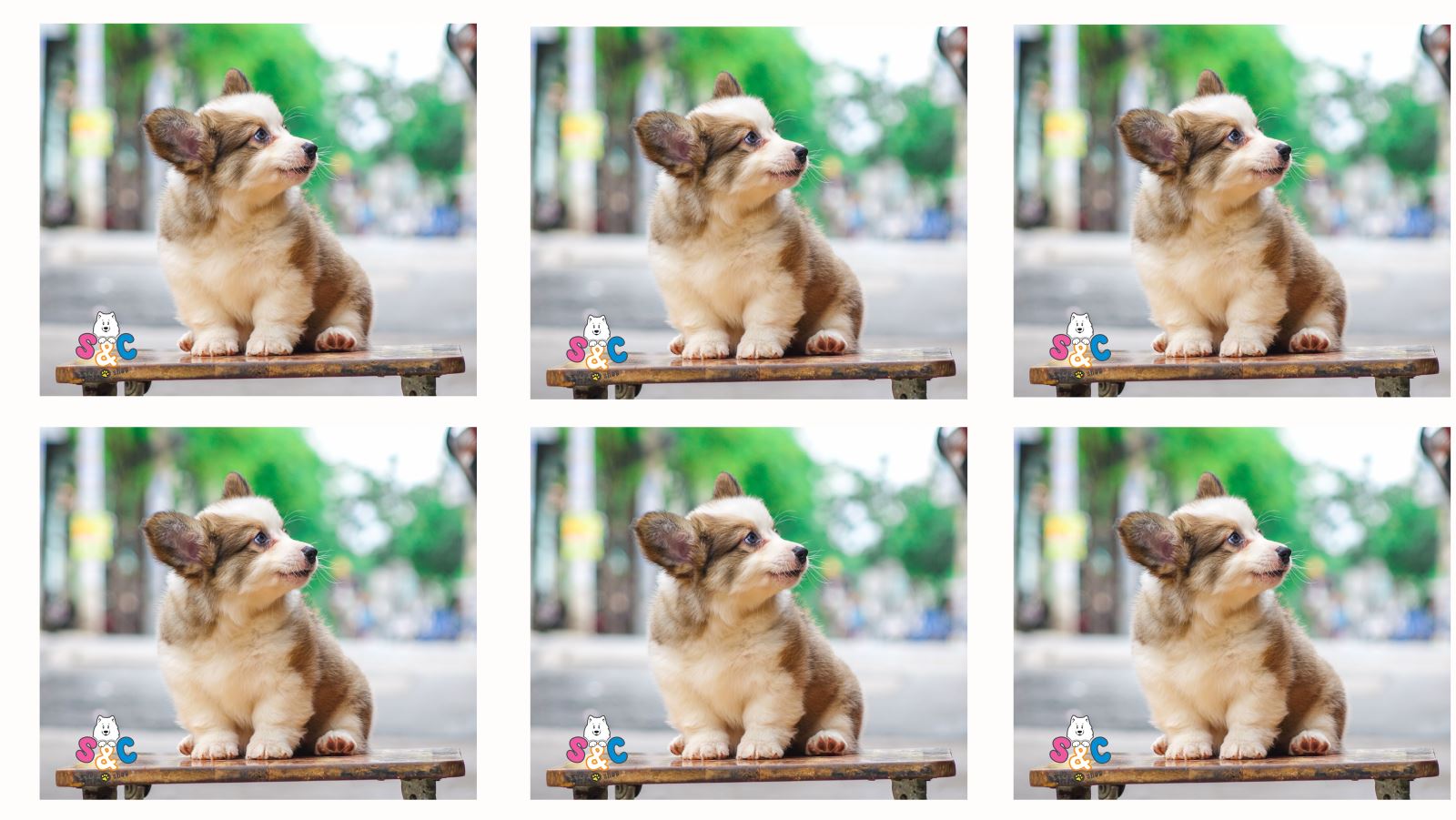Những điều cần biết khi nuôi chó Corgi con