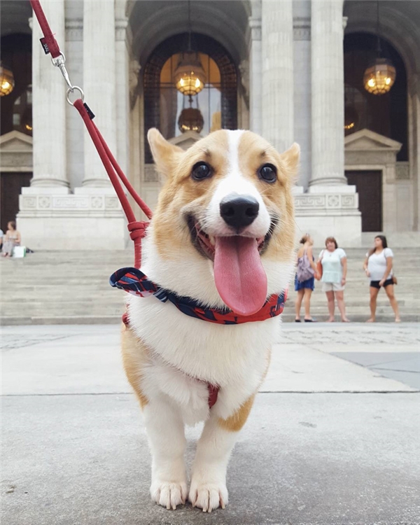 Cách nuôi chó Corgi