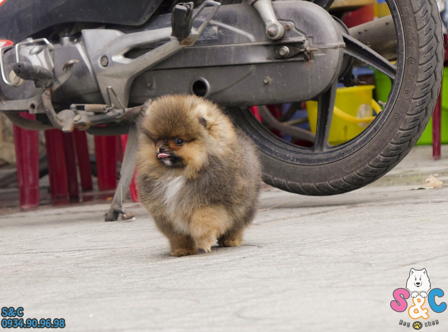 Cách tắm cho chó phốc sóc đúng cách