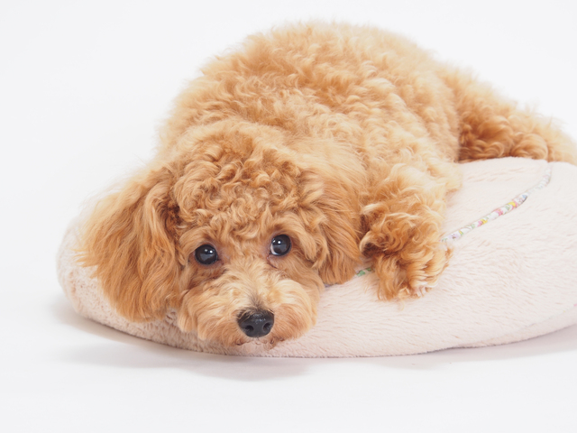 cách tắm cho chó poodle