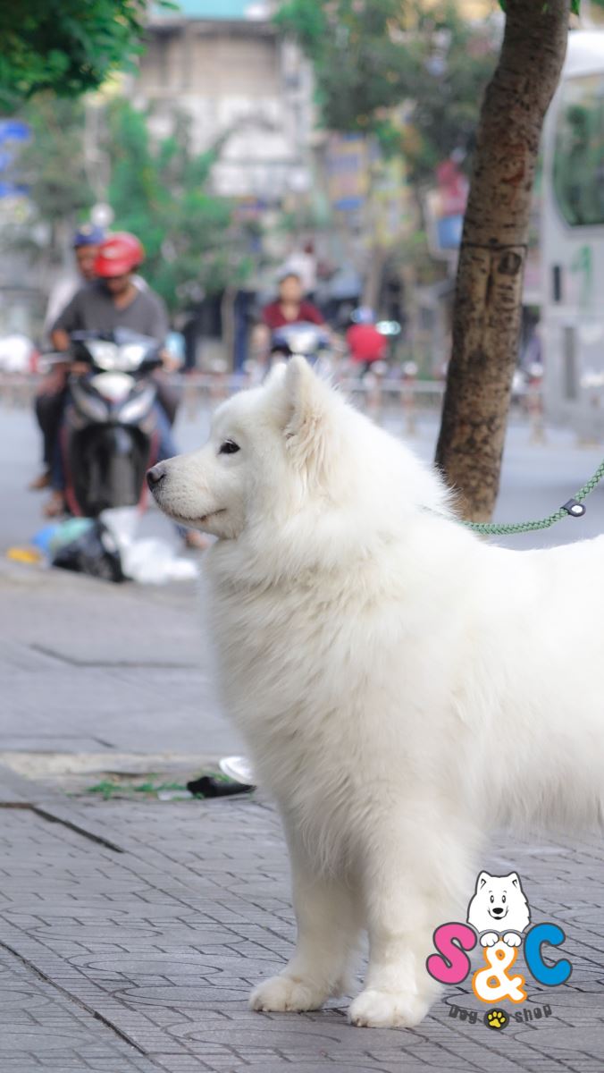 Nguyên nhân chó Samoyed bị rụng lông và cách điều trị