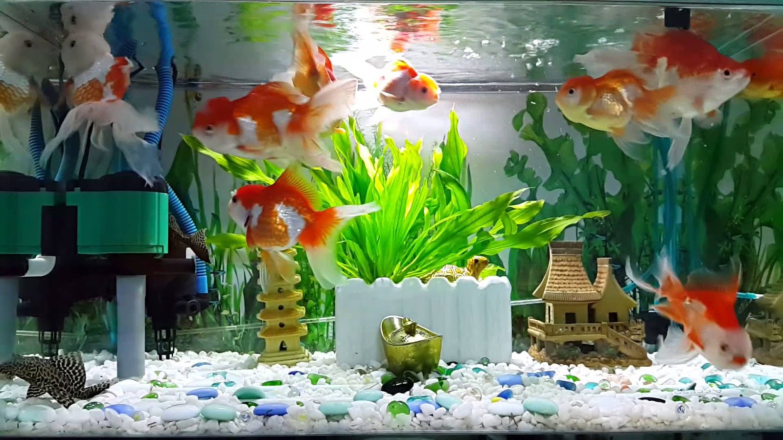 Cẩm nang về nước nuôi cá vàng Ranchu