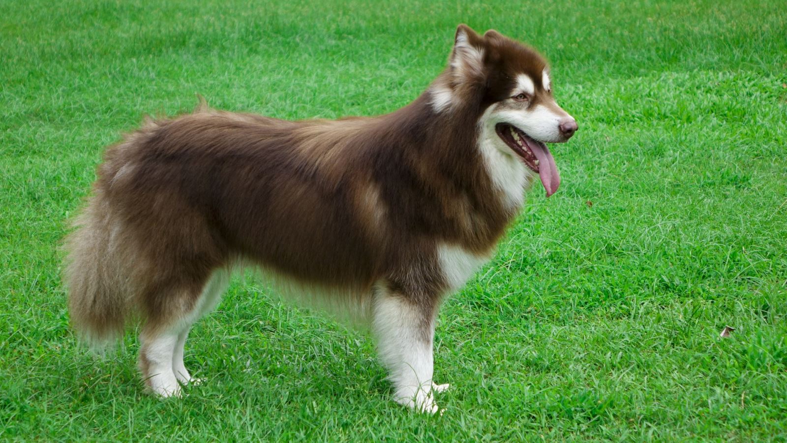 chó-alaska-cắn-phá-đồ-đạc