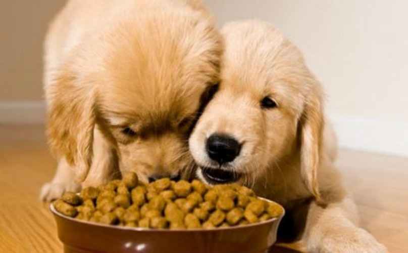 5 Lý do để bạn nuôi chó Golden Retriever ngay và luôn