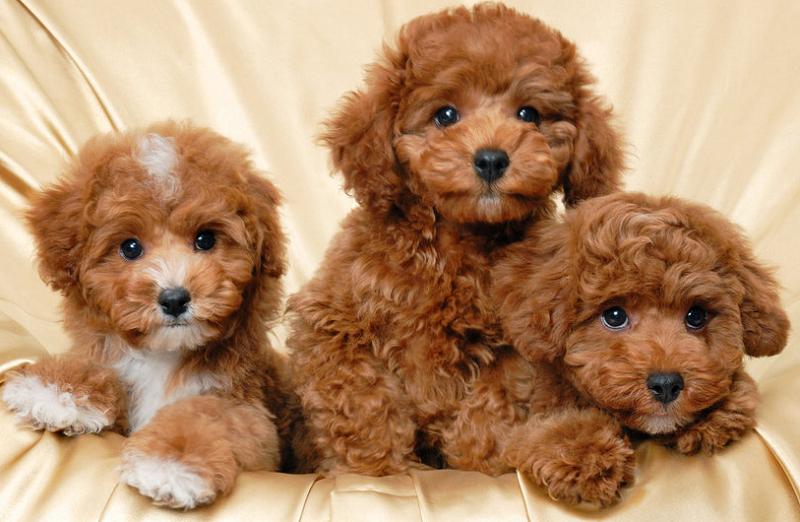 chăm sóc chó poodle