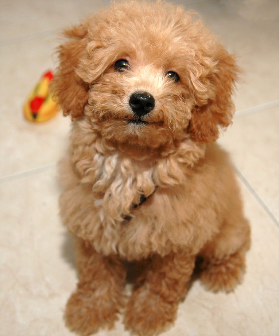 chăm sóc chó poodle 