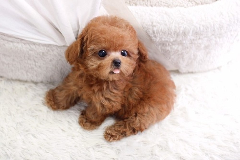 chăm sóc chó poodle
