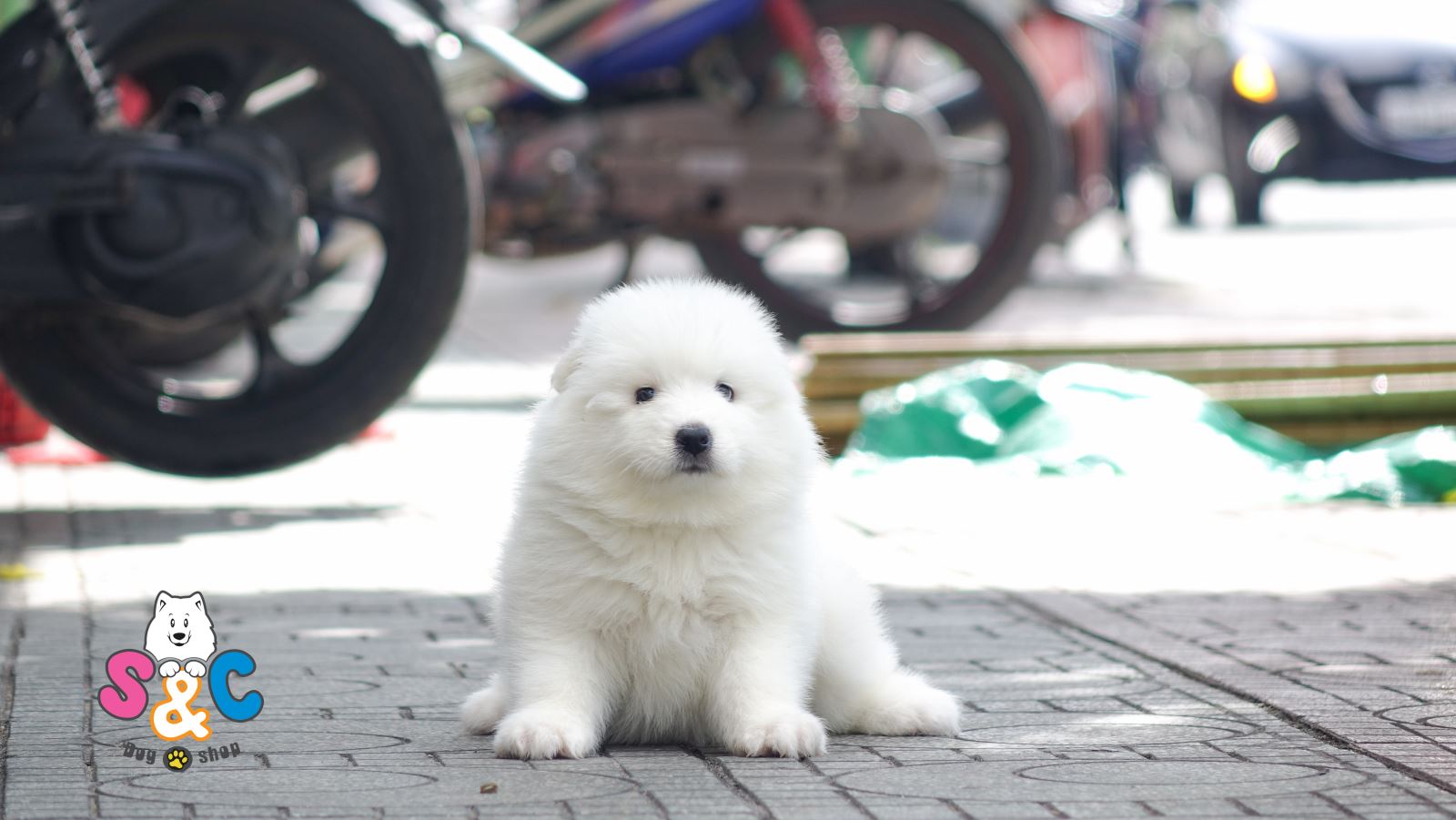 Làm gì khi chó samoyed kén ăn