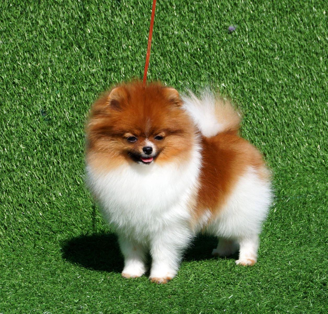 chăm-sóc-móng-cho-chó-phốc-sóc