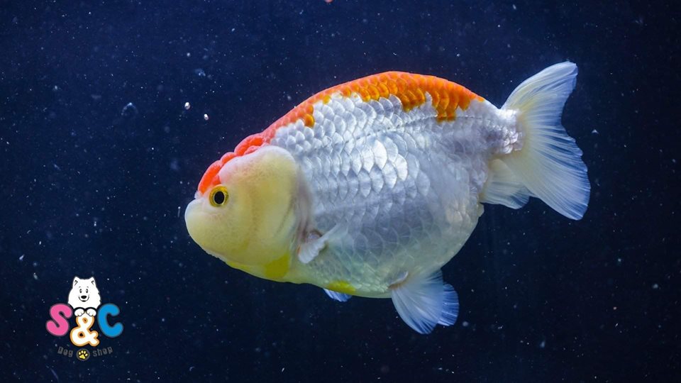 Chỉ bạn cách nuôi cá chép ranchu thành công