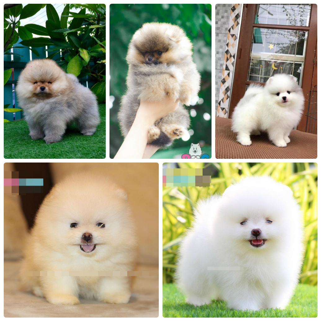 chăm-sóc-tai-chó-phốc-sóc
