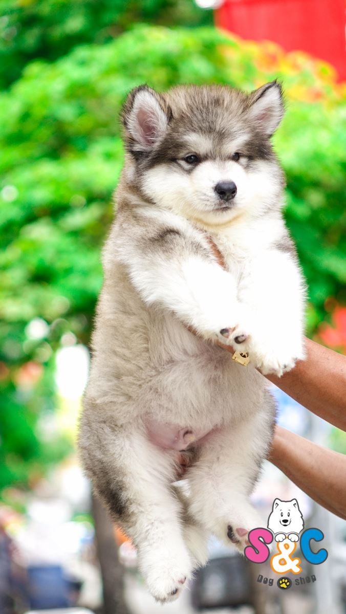 dinh-dưỡng-cho-chó-alaska