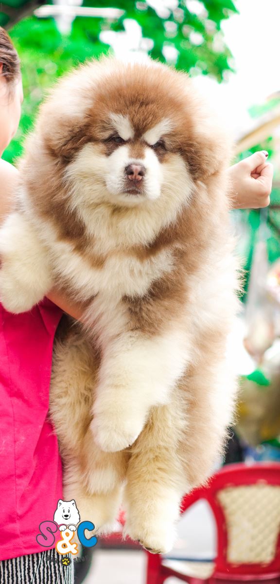 chó-phốc-sóc-chó-alaska
