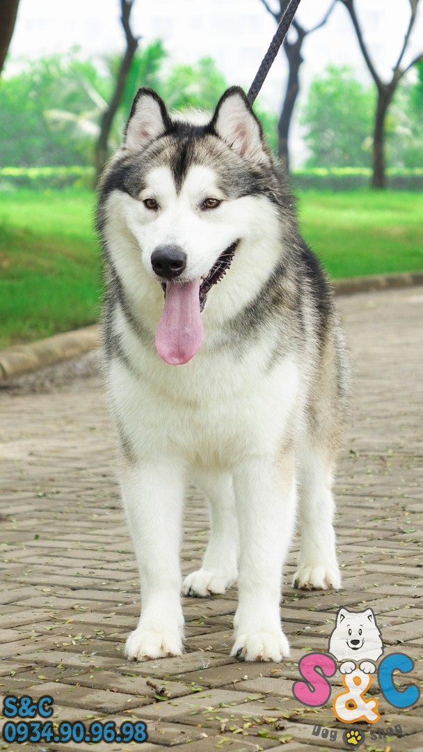 dinh-dưỡng-cho-chó-alaska