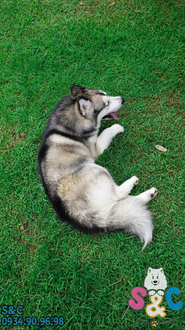 dinh-dưỡng-cho-chó-alaska